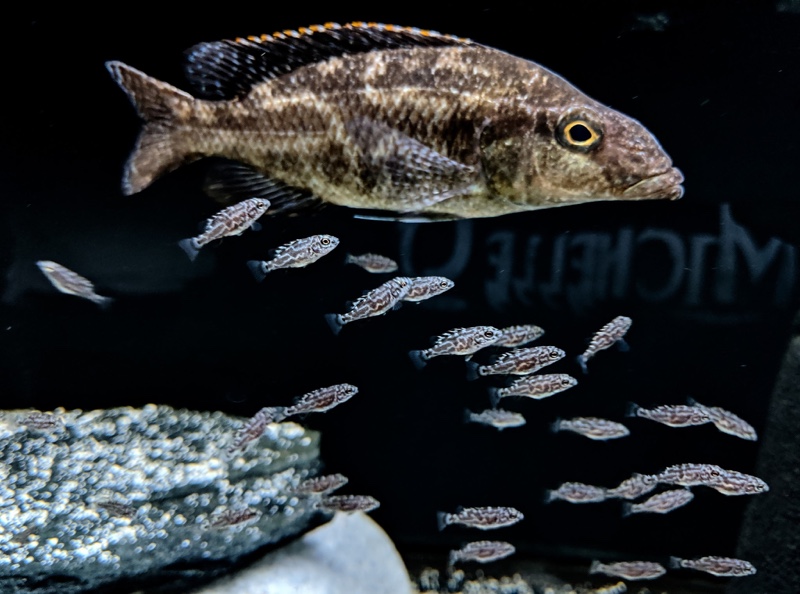 Nimbochromis linni